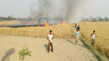 Bihar News: मोतिहारी के पताही में आग का दिखा तांडव, गेहूं की फसल में लगी आग, फसल जलकर हुई खाक