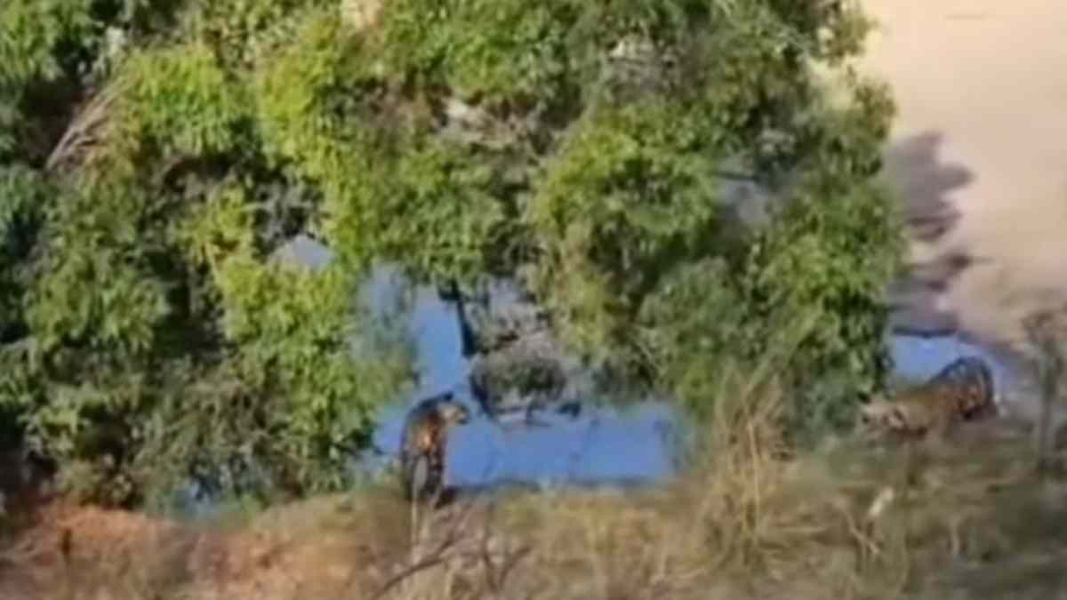 तीन शावकों के साथ नदी किनारे खेलती नजर आई बाघिन, सोशल मीडिया पर वायरल हुआ Video