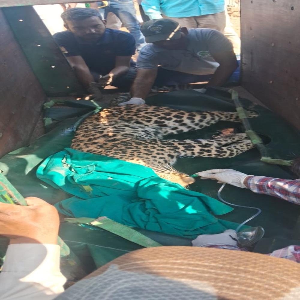 खेत की फेंसिंग में फंसने से तेंदुए की मौत: दो गिरफ्तार, पशु चिकित्सक की मौजूदगी में किया पोस्टमार्टम