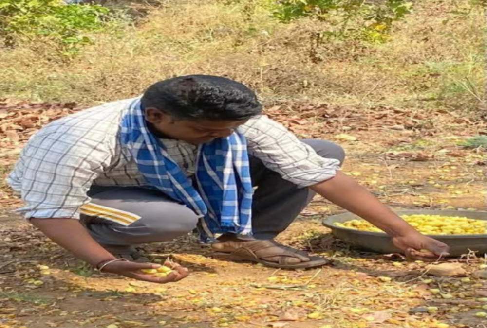 आदिवासी संस्कृति और महुआ: परंपरा बनाम प्रशासनिक दमन, विधायक के पोस्ट की कांग्रेस ने की सराहना, महुआ शराब आबकारी विभाग के लिए बना पैसा ऐंठने का जरिया