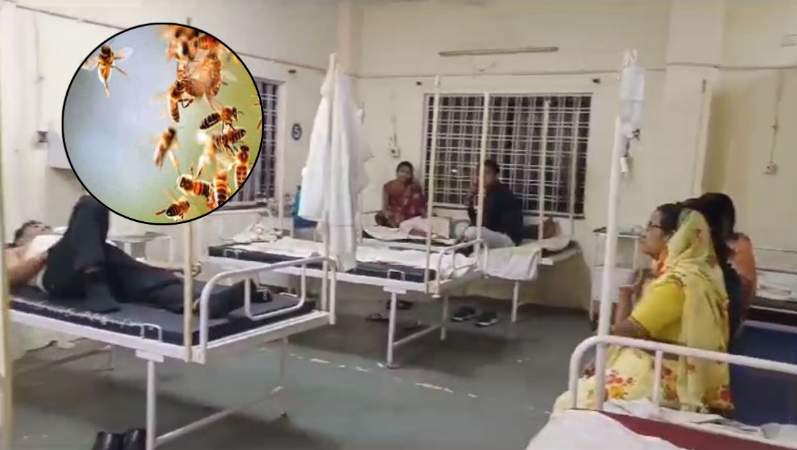 शादी समारोह में मधुमक्खियों का हमला: एक दर्जन से अधिक बाराती घायल, अस्पताल में इलाज जारी…
