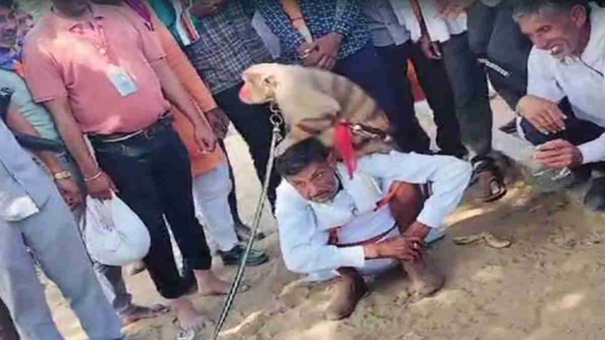 कांग्रेस MLA के सिर पर बैठा बंदर: खाटू श्याम यात्रा के दौरान रास्ते में दिखाया करतब, भगवान शिव को अपशब्द कहने पर विवादों में रहे विधायक