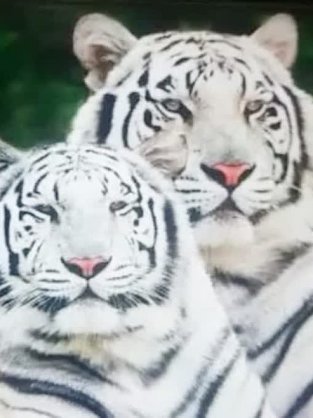 White Tiger मोहन जो हर Sunday रखता था व्रत, जिसकी थी तीन रानियां