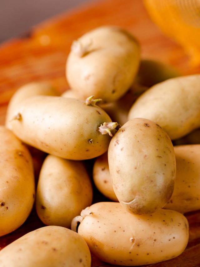 जहर की तरह होता है अंकुरित आलू? जानिये इसे खाने के नुकसान