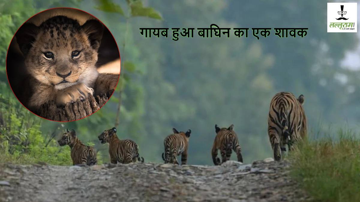 पन्ना टाइगर रिजर्व की फेमस बाघिन का एक शावक गायब, फील्ड डायरेक्टर बोलीं- कभी-कभी कमजोर सदस्य को खा जाती है बाघ फैमली