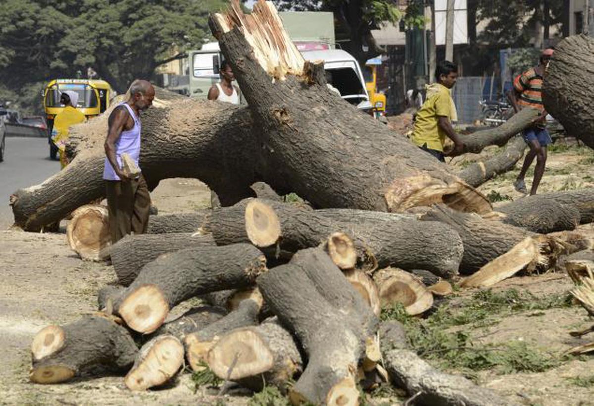 हरे आम, नीम, पीपल और बरगद के पेड़ को काटा तो खैर नहीं… जानें क्या है मामला