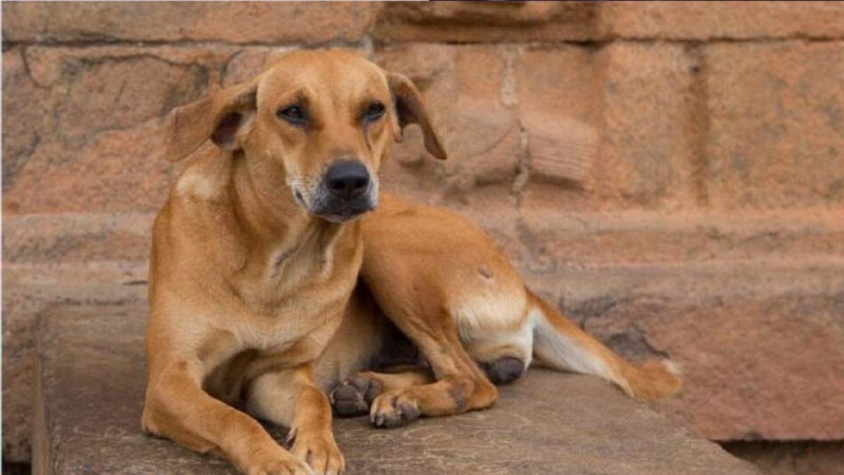 ‘कुत्ते’ को लेकर दो पक्षों में झगड़ा: दुकानदार ने डॉग मालिक के साथ की मारपीट, वजह जान सिर पकड़ लेंगे आप