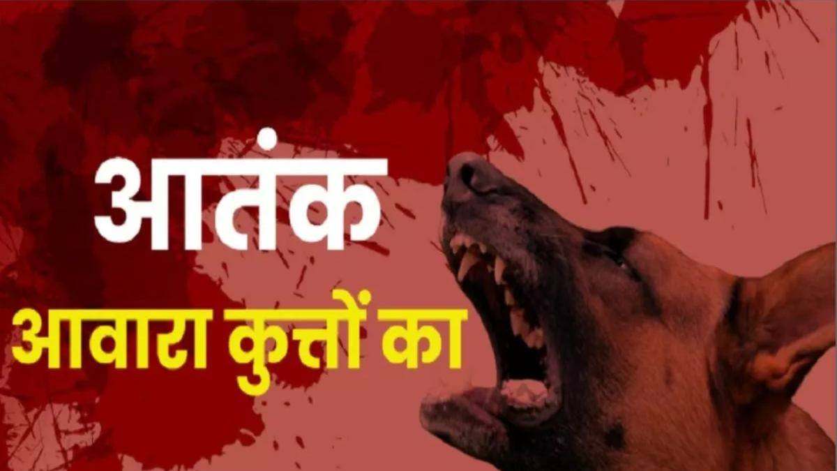 आवारा कुत्तों का आतंक: पिछले 24 घंटे में तीन अस्पतालों में आए 439 मरीज, सभी को लगाए गए एंटी रेबीज इंजेक्शन
