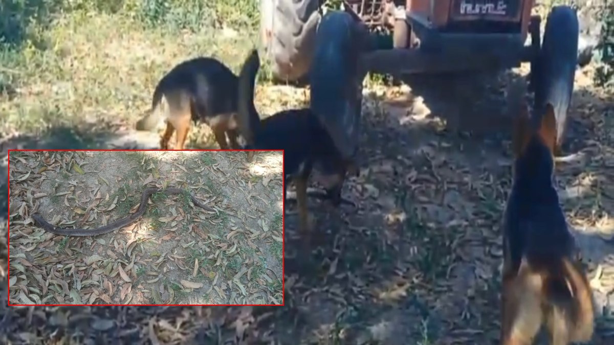 Cobra VS German Shepherd: घर में घुस गया 7 फीट लंबा ब्लैक कोबरा, देखते ही भिड़ गए 4 विदेशी कुत्ते, फिर जो हुआ… वीडियो