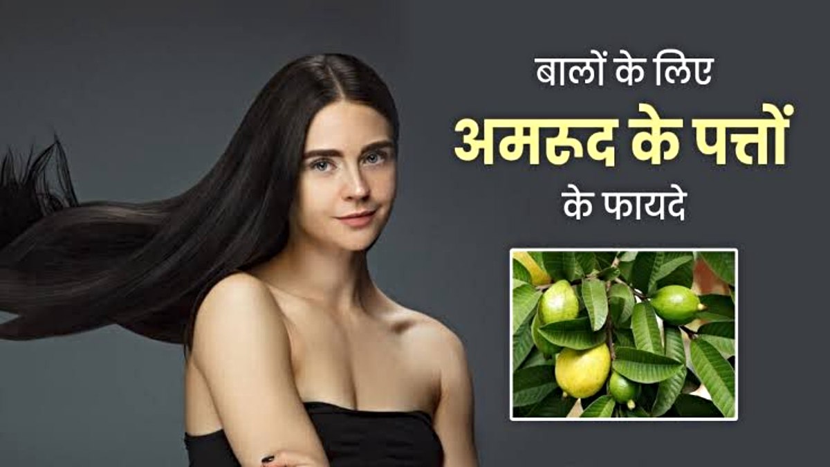 Guava Leaves For Hair Care: बालों के लिए वरदान हैं अमरूद के पत्ते, यहाँ जानें इसके फायदे…