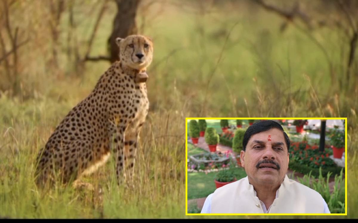 खुले जंगल में रफ्तार भरेगी चीता ‘गामिनी’, सीएम डॉ. मोहन बोले- एशिया का सबसे महत्वपूर्ण प्रोजेक्ट था चीता