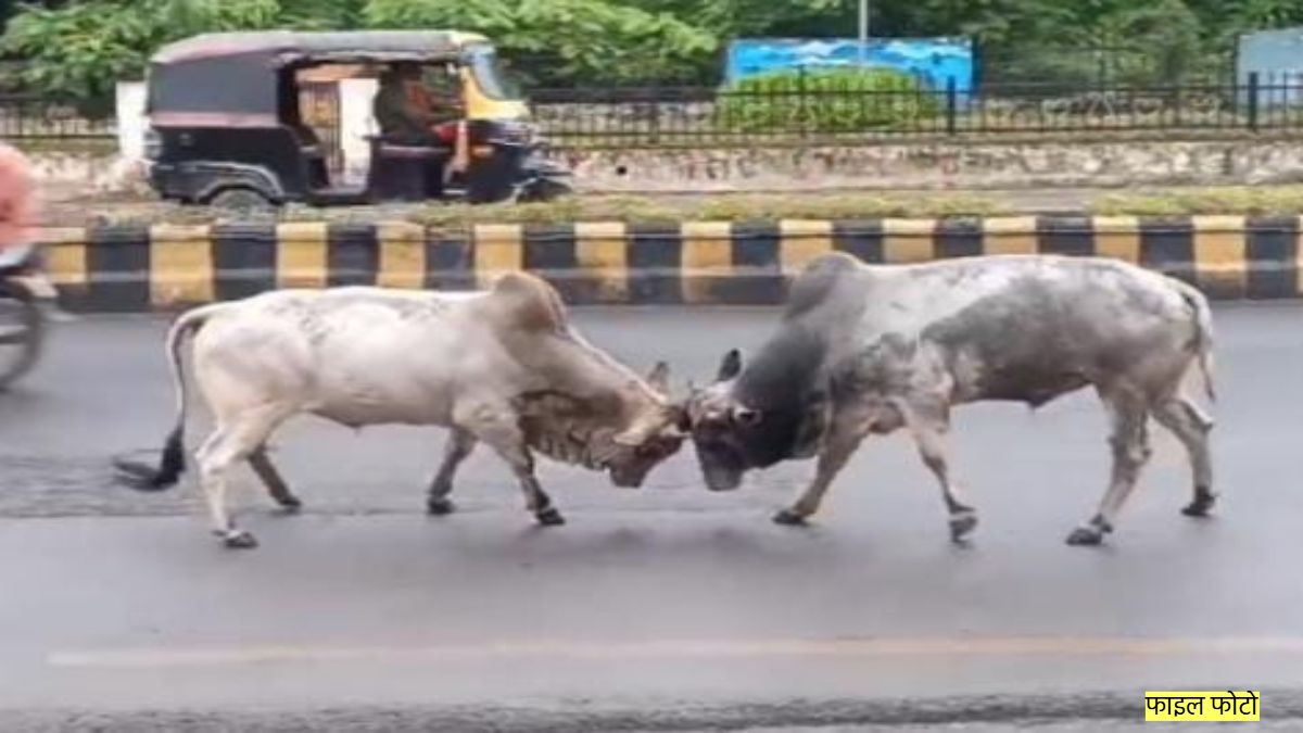 काल बने सांड… सड़क पर लड़ रहे सांडों से टकराई स्कूटी, 2 युवक की गई जान