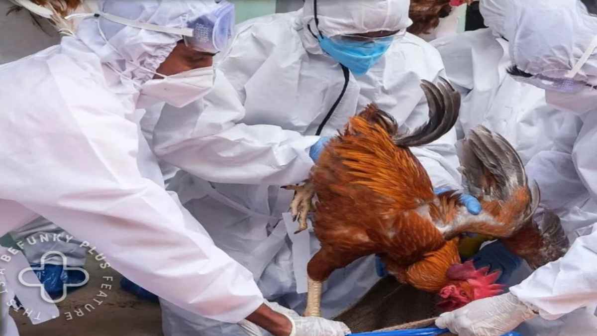 महाराष्ट्र में बर्ड फ्लू कहर जारी, खेर्डा गांव में 6,831 मुर्गियों के मौत से मचा हड़कंप