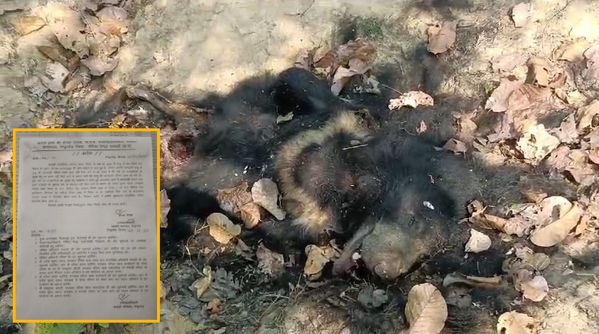भालू की मौत मामले में वन विभाग का बड़ा एक्शन : बीट गार्ड निलंबित तो डिप्टी रेंजर को नोटिस, इस वजह से हुई कार्रवाई
