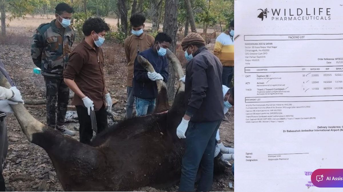 वन्यजीव प्रेमी नितिन सिंघवी का दावा- बाइसन को बेहोशी से बाहर लाने दी गई 10 महीने पहले एक्सपायर हुआ इंजेक्शन, इसलिए हुई मौत