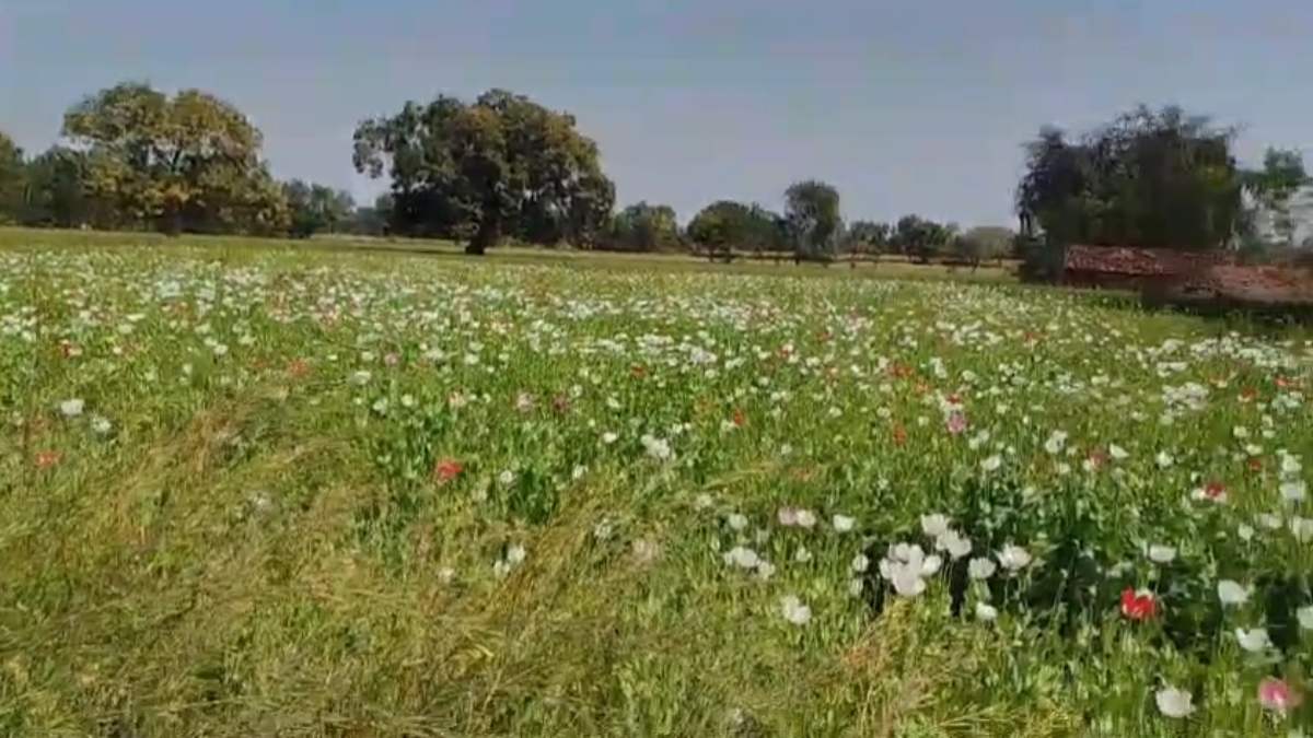 ‘काले सोने’ पर खाकी की कार्रवाई: सफेद फूलों के साथ लहलहा रही थी फसल, फिर पुलिस ने ऐसे पकड़ा करोड़ों का माल