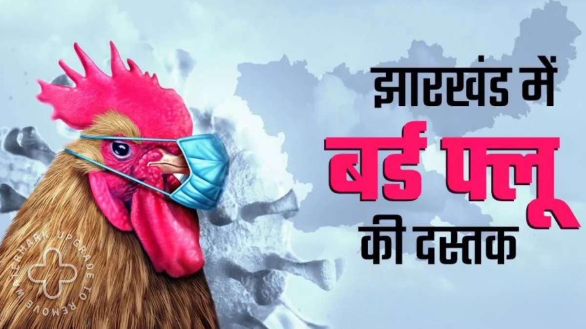 महाराष्ट्र के बाद अब झारखंड में भी बर्ड फ्लू की दस्तक, बोकारो में मुर्गियों की मौत से हड़कंप, सरकार ने जारी किया अलर्ट