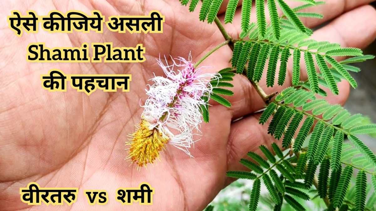 How to Identify Real Shami: असली और नकली शमी के पौधे की पहचान कैसे करें? जानिए सही तरीका…