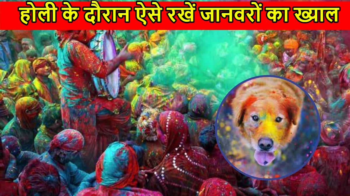 Holi 2025: जानवरों के लिए खतरनाक हैं होली के रंग, ऐसे रखें उनका ख्याल…