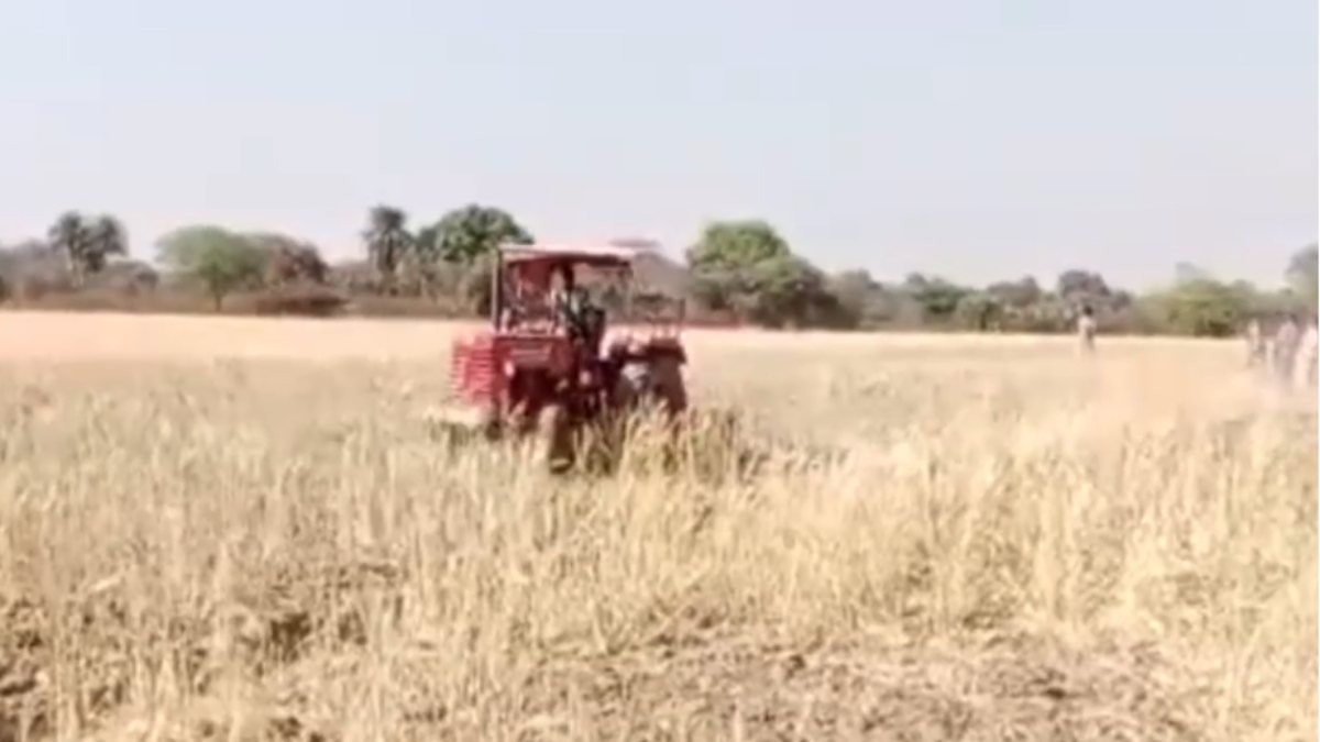 हो गई न पूरी मेहनत बर्बादः किसान की 8 एकड़ की खड़ी फसल पर चला ट्रैक्टर, जानें प्रशासन ने क्यों की कार्रवाई?