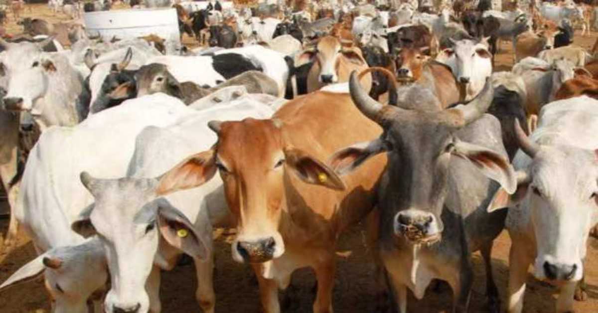 UP पुलिस से ज्यादा होशियारी नहीं: गौ-तस्करों ने पुलिस पर की फायरिंग, फिर कानून के रखवालों ने जो हश्र किया…
