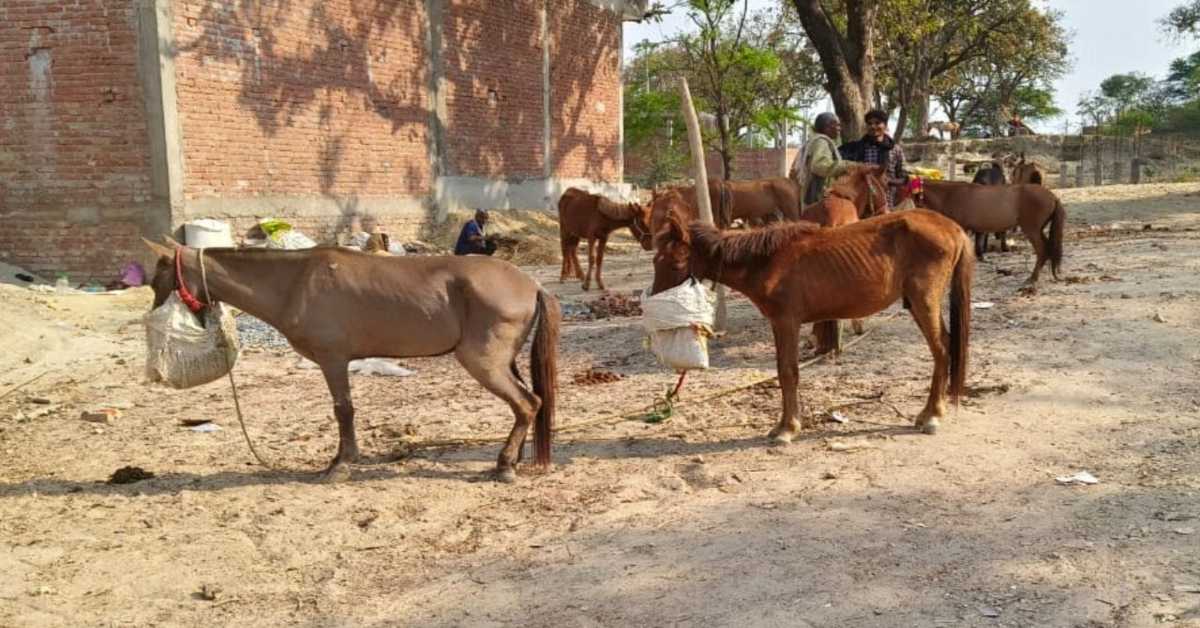 कभी देखा है ऐसा मेला? यहां होती है खच्चरों की खरीदी-बिक्री, एमपी के सलीम ने खरीदा सबसे महंगा खच्चर, CG के व्यापारी भी पहुंचे