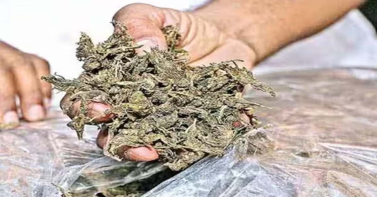 पुष्पा बनने चले थे ये… ऑटो में गांजा छिपाकर ले जा रहे थे शातिर, तस्करी का तरीका जानकर चकरा जाएगा सिर