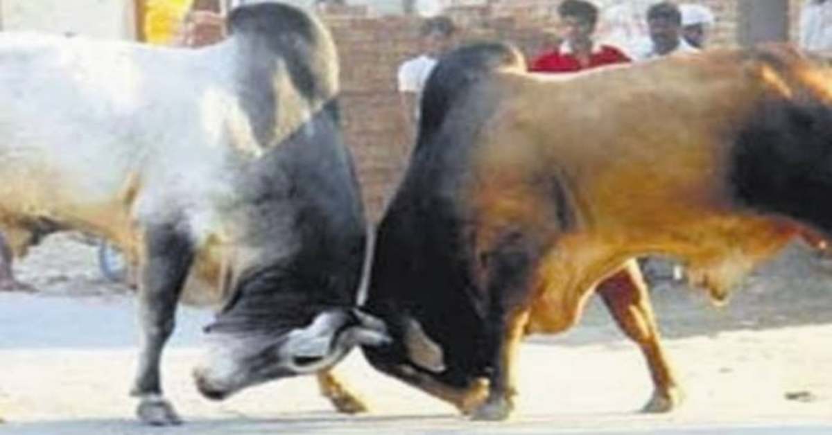 ‘यमदूत’ बनकर 2 सांडों ने मचाया तांडव, फिर हुआ कुछ ऐसा कि चली गई दो युवकों की जान