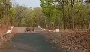 CG NEWS: सूरजपुर के वन क्षेत्र में घूमता दिखा बाघ, राहगिरों ने बनाया Video…