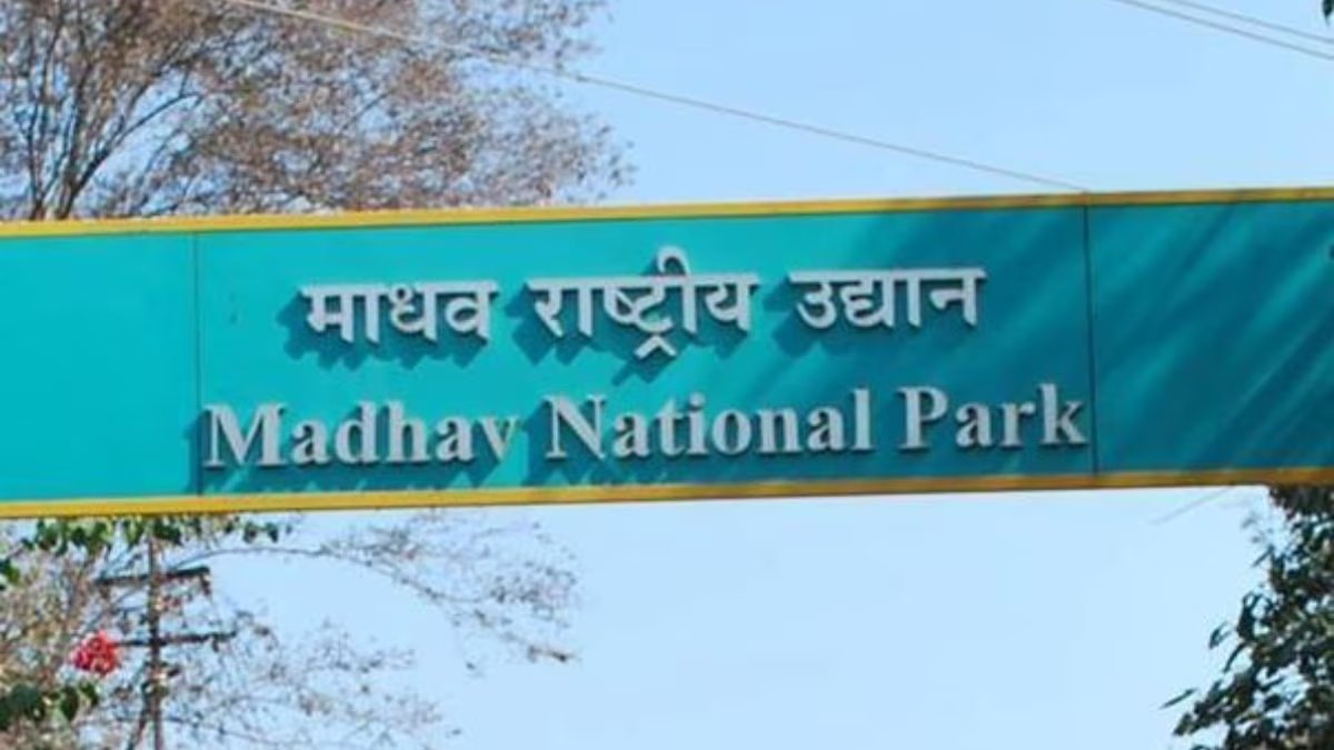 कल माधव नेशनल पार्क को मिलेगा टाइगर रिजर्व का दर्जा, सीएम डॉ. मोहन 2 और बाघ करेंगे रिलीज, अब वाइल्ड लाइफ टूरिज्म को मिलेगा बढ़ावा