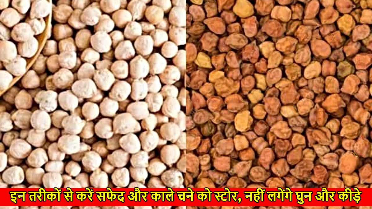Tips to Store Chickpeas: इन तरीकों से करें सफेद और काले चने को स्टोर, नहीं लगेंगे घुन और कीड़े…