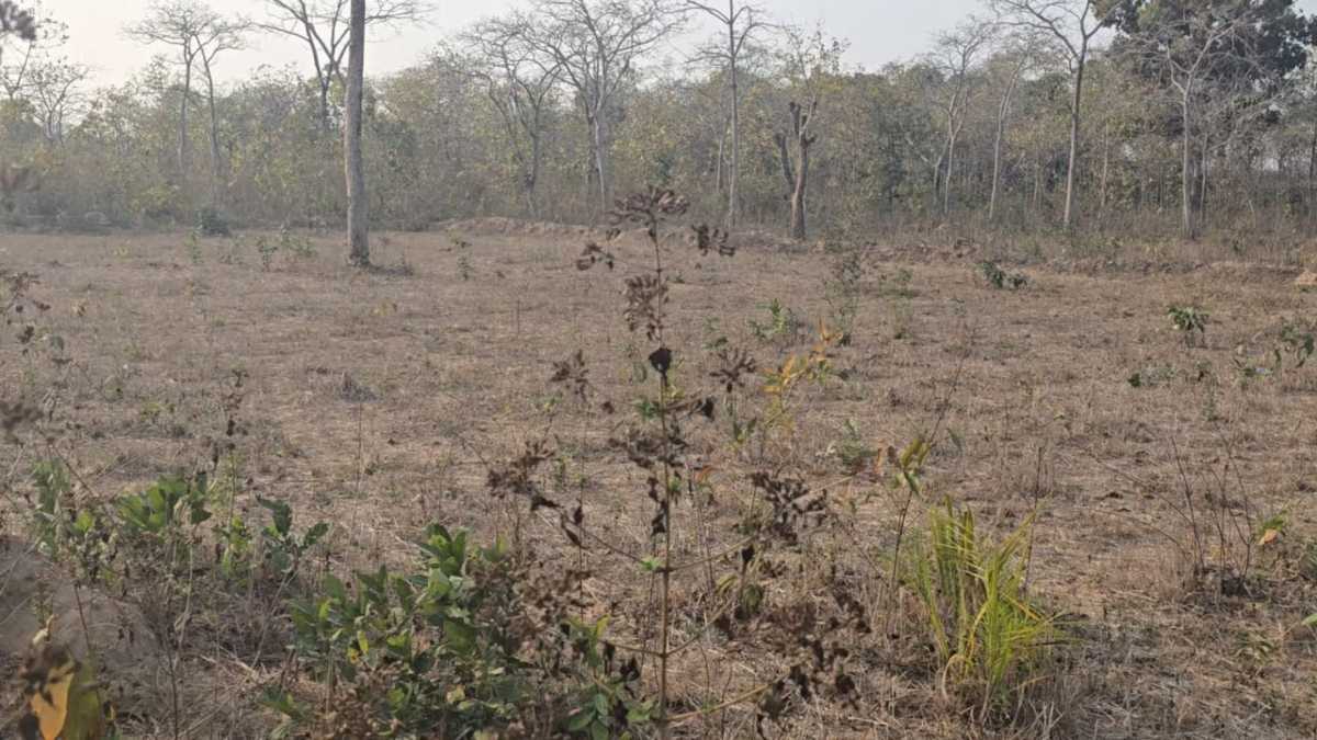 वन विभाग की लापरवाही: जंगलों में नहीं रुक रही पेड़ों अवैध कटाई, DFO ने कहा- जांच के बाद होगी कार्रवाई…