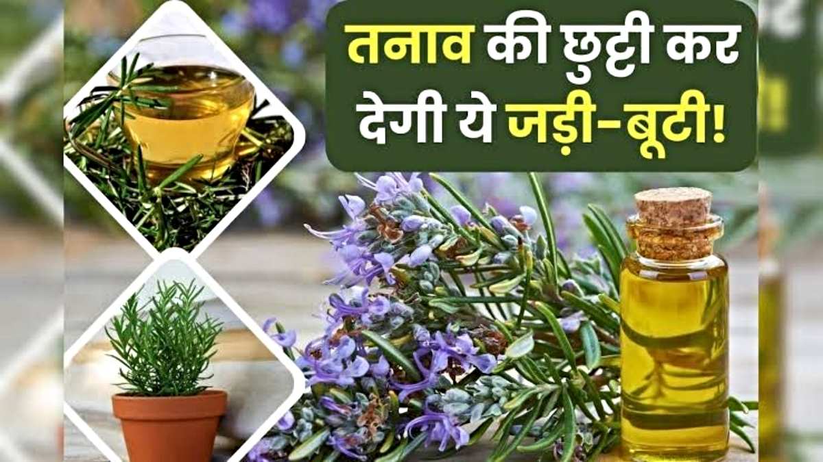 Rosemary Water Benefits: तनाव और थकान को करे दूर, बस 10 मिनट पैरों को डुबोकर रखें…