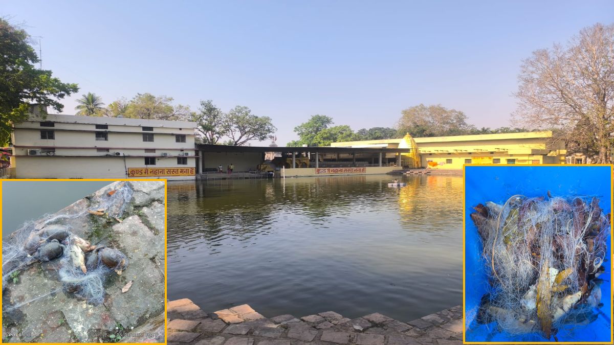 CG News : महामाया कुंड में 30 कछुओं की मौत, जाल में फंसे मिले कछुए, जांच में जुटा प्रशासन