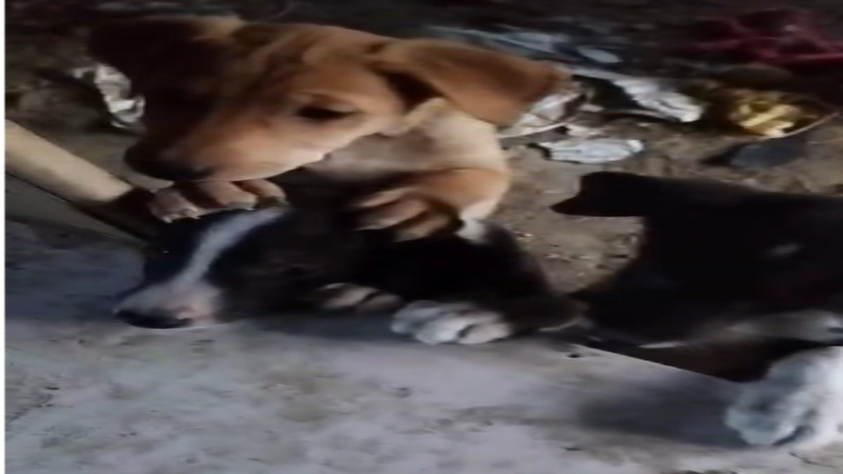 डॉग के 7 पिल्ले को जहर देकर मारा ! मामले को लेकर थाने पहुंची डॉग लवर्स, चार परिवार पर लगाए ये आरोप