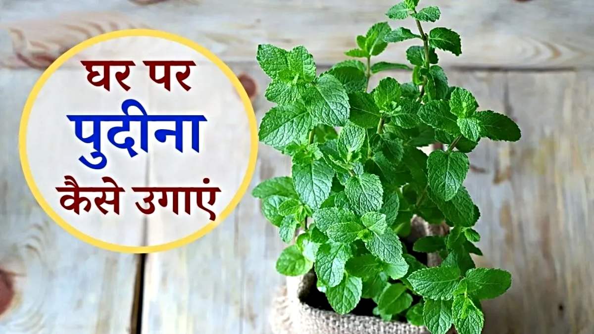 Grow Mint at Home Easily: इन स्टेप्स को फॉलो करके घर में आसानी से उगाएं पुदीना, और गर्मी में बनाएं रिफ्रेशिंग ड्रिंक…