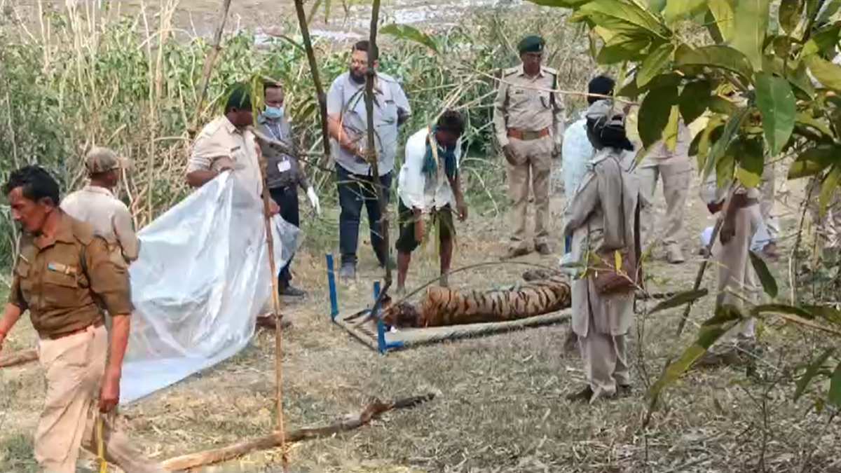Wild Animal: बाघ का शव मिला, गले में लटका मिला फंदा, आहार नली टूटी, भूख-प्यास से मौत की आशंका