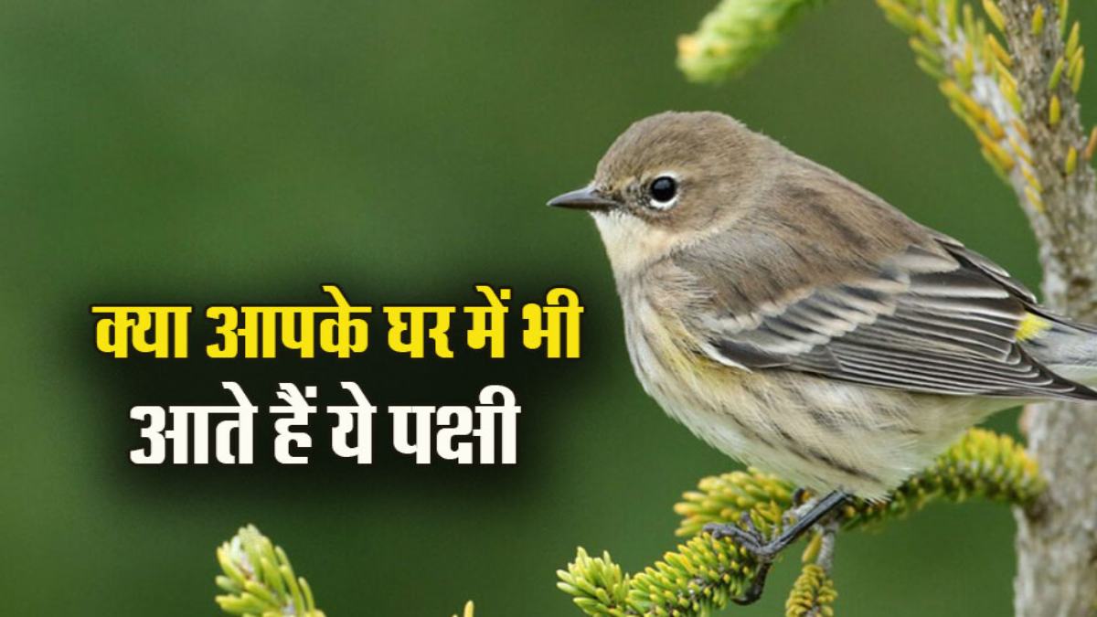 Vastu Shastra: इन पक्षियों का घर में आना होता है शुभ, भूल कर भी न भगाएं…