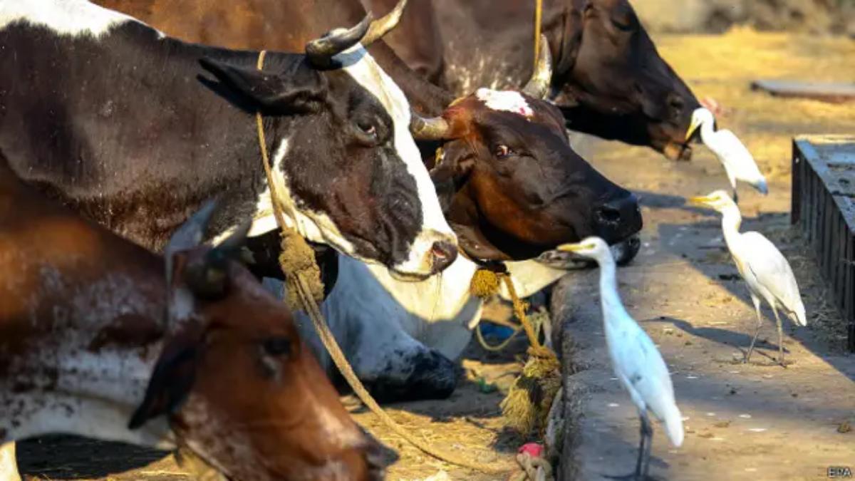 राजधानी में गौ हत्या: नशेड़ी युवक ने गाय का रेता गला, 3 को किया घायल, जानें वारदात की वजह