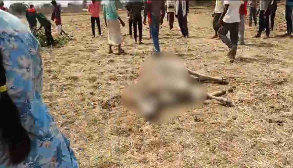 MP में यहां 15 गोवंश की मौत से हड़कंप, 22 की हालत गंभीर, सामने आई ये बड़ी वजह