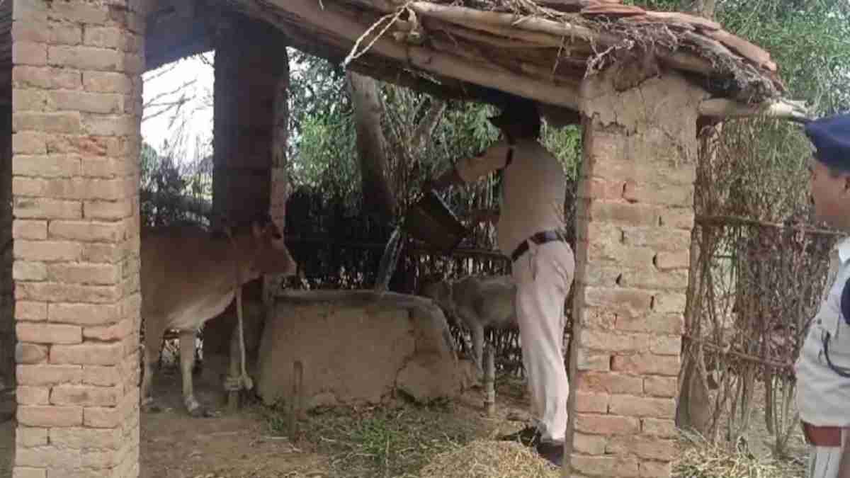 हिंसा के बाद मऊगंज वीरान: मालिकों को तलाश रही पालतू मवेशियों की निगाहें, पुलिसकर्मी ने खिलाया चारा, जानिए कैसा है वहां का हाल