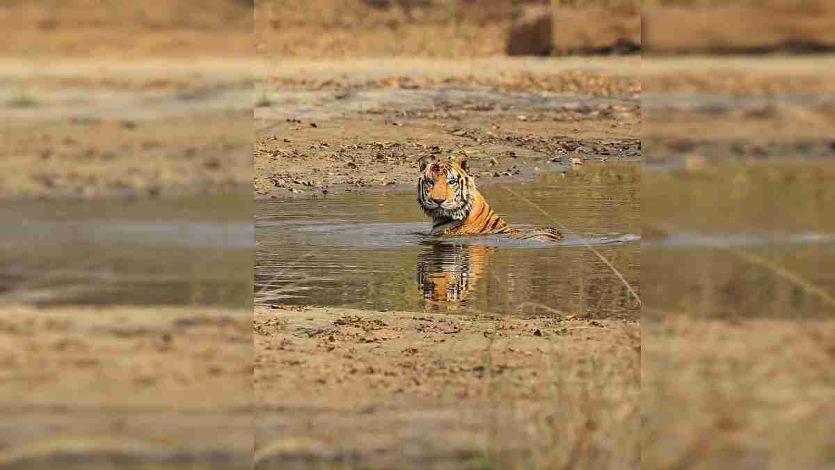 Panna Tiger Reserve: दो बाघों में वर्चस्व की लड़ाई, एक ने दूसरे का फोड़ा माथा