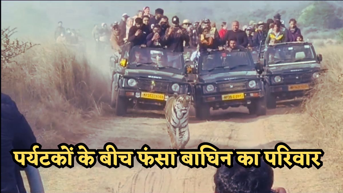 पर्यटकों के बीच फंसी टाइगर फैमिली: पन्ना टाइगर रिजर्व में बड़ी लापरवाही, जिप्सी से ब्लॉक किया बाघिन का रास्ता, Video Viral