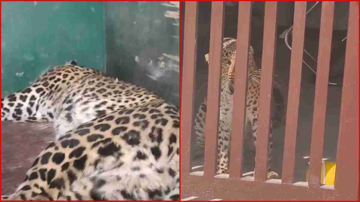 रीवा में दहशत फैलाने वाले तेंदुए का 7 घंटे बाद रेस्क्यू, मुकुंदपुर टाइगर सफारी में पहुंचाया जाएगा, जंगल से भटककर शहरी इलाके में पहुंचा था