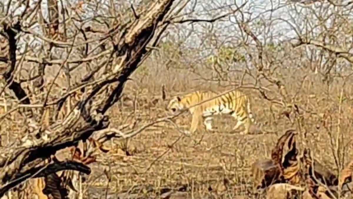 Ratapani Tiger Reserve: पर्यटकों को हुआ टाइगर का दीदार, नजारा देख रोमांचित हुए सैलानी