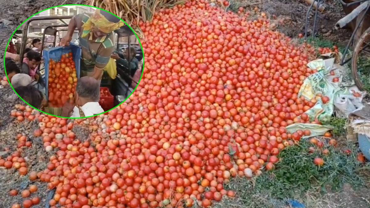 सब्जी उत्पादक किसान फिर परेशानः टमाटर के बंपर पैदावार ने किसानों की कमर तोड़ी, मुफ्त में बांट रहे
