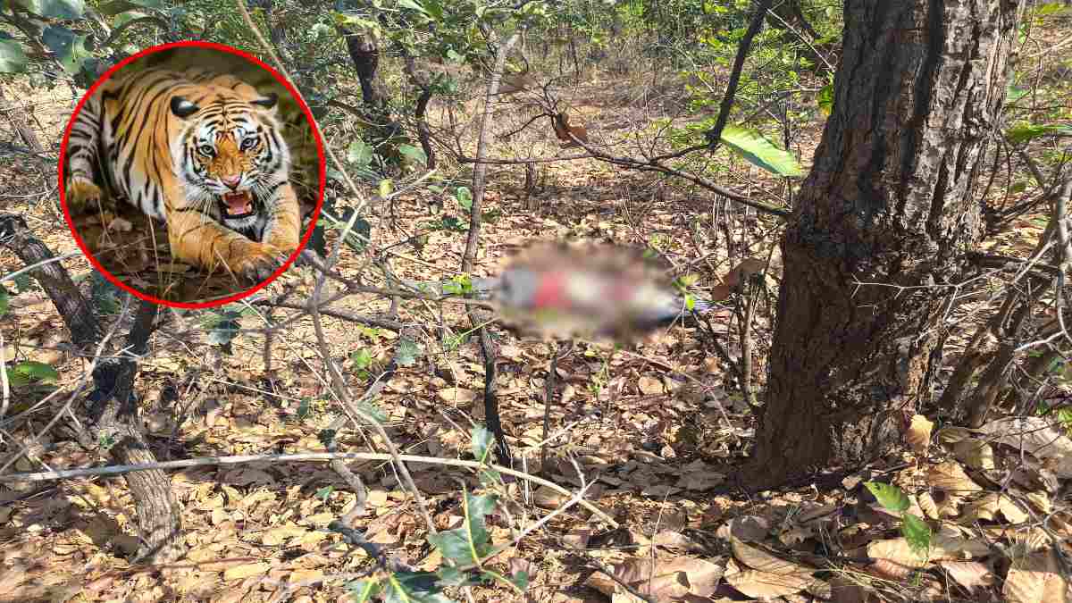 BTR Tiger Attack: बकरी चराने गए चरवाहे को बाघ ने  बनाया निवाला, ग्रामीणों में आक्रोश