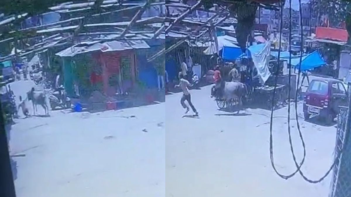 सब्जी मंडी में आवारा सांड का आतंक: कई लोगों पर किया हमला, वीडियो वायरल