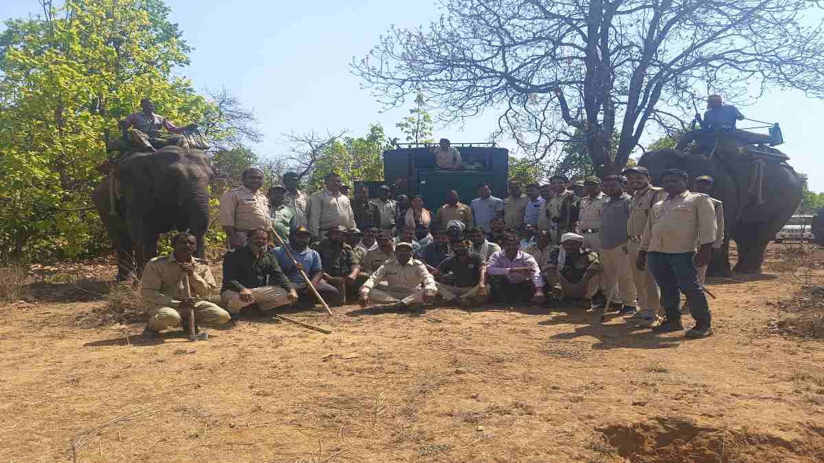 खूंखार बाघिन का रेस्क्यू: 12 साल के बच्चे का शिकार कर ली थी जान, आज महुआ बीनने गई महिला पर किया अटैक, ग्रामीणों ने ली राहत की सांस