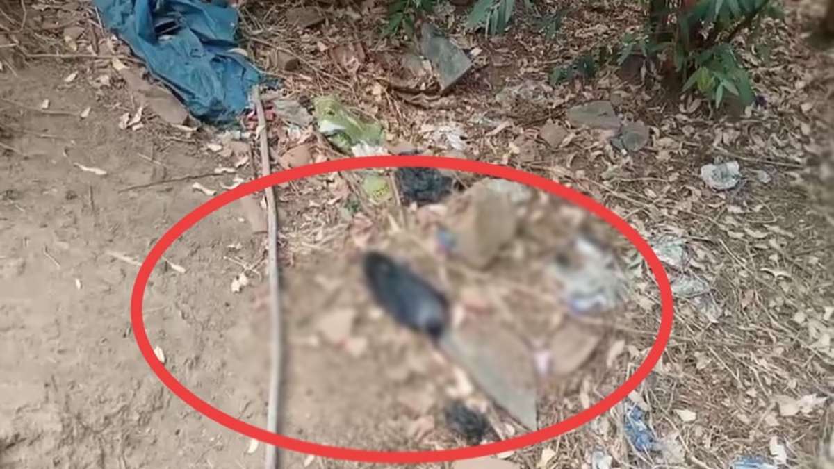 क्या फिर आने वाली है महामारी ? 100 से अधिक कौओं की मौत से मचा हड़कंप, जांच में जुटा प्रशासन